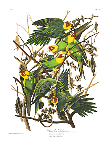 Carolina Parakeet